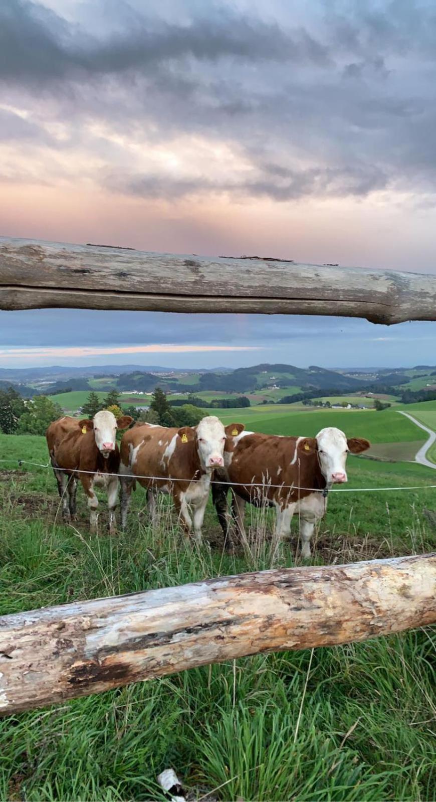Ferienwohnung Im Muehlviertler Panorama Vierseithof Lembach im Mühlkreis Eksteriør billede